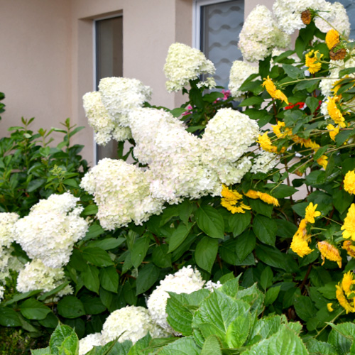Blumen vor dem Fenster eines Hauses