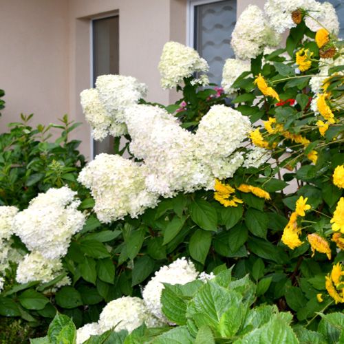 Blumen vor dem Fenster eines Hauses